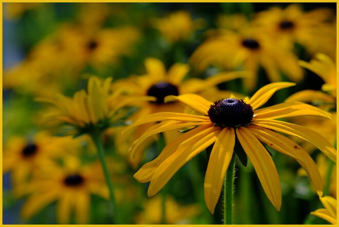 Die Zeit der gelben Sonnen ist da