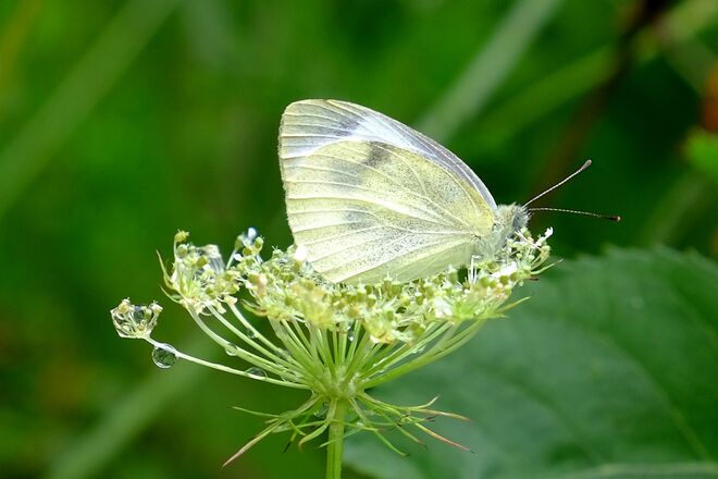 Sonne, mach mich wieder trocken!