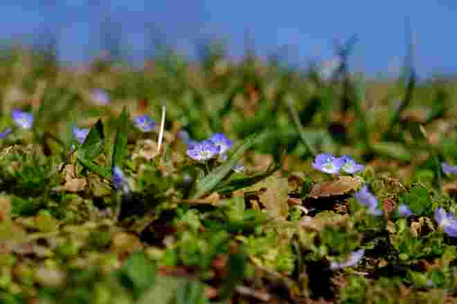 Himmelblau