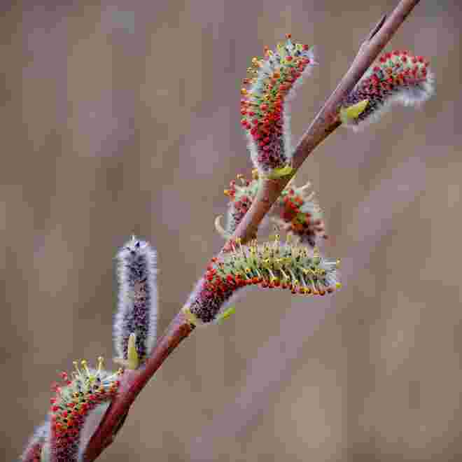 Frühlingsbunt statt Wintergrau
