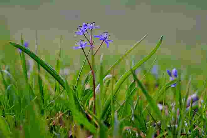 Blaue Sternchen