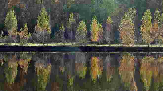 Birken im Abendlicht
