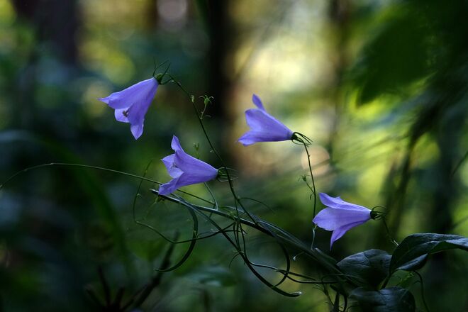 Zarte Glöckchen im Wald