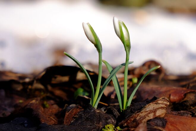 Zartes Bimmeln in der Au