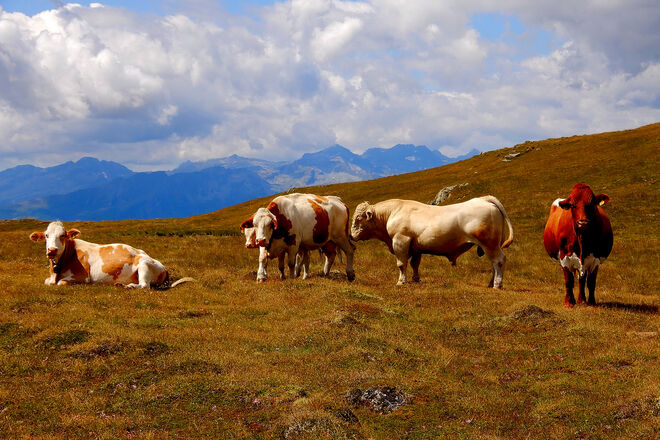 Friedlicher Rassen-Mix