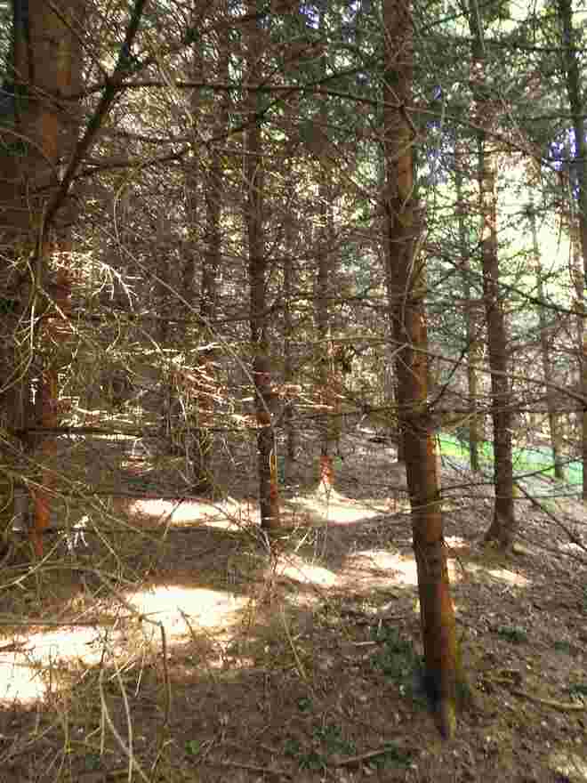 Lichterwald