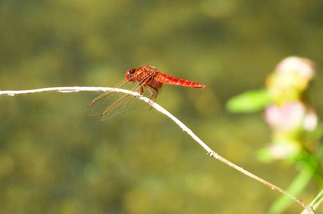 Die Feuerlibelle ist wieder da