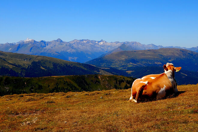 Almfrieden und Aussicht genießen