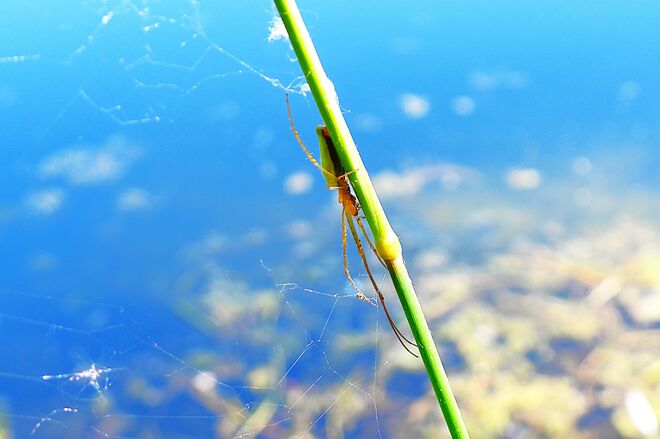 Ein lustiger Geselle