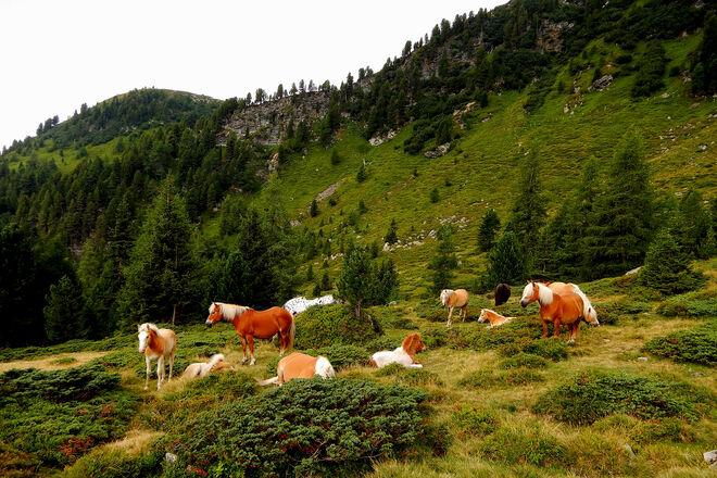 Wo Pferde mit der Seele baumeln ...