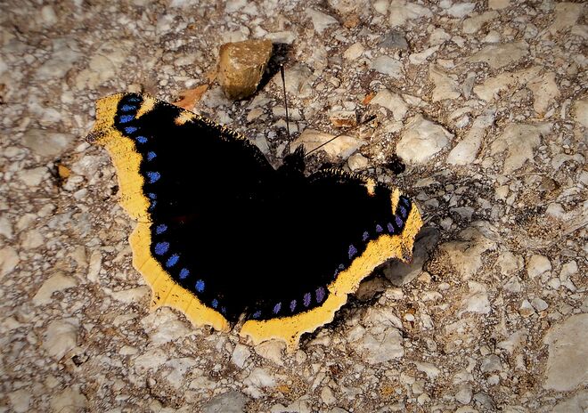 Kleine Auszeit vom Nektarschlürfen