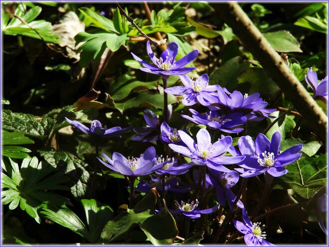 Noch einmal die schönen Blauen 