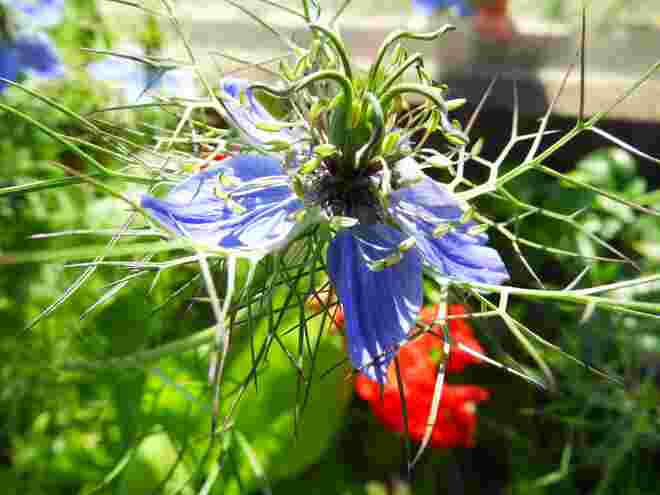 Jungferblume