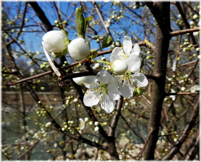 Diese sind schon offen 