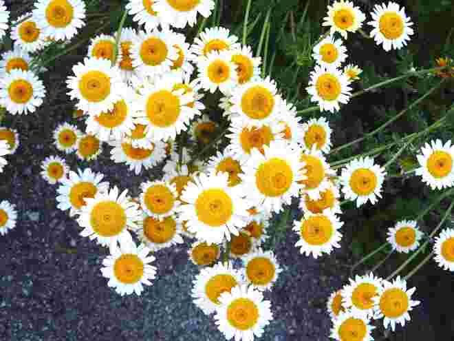 Heilsame Blüten !