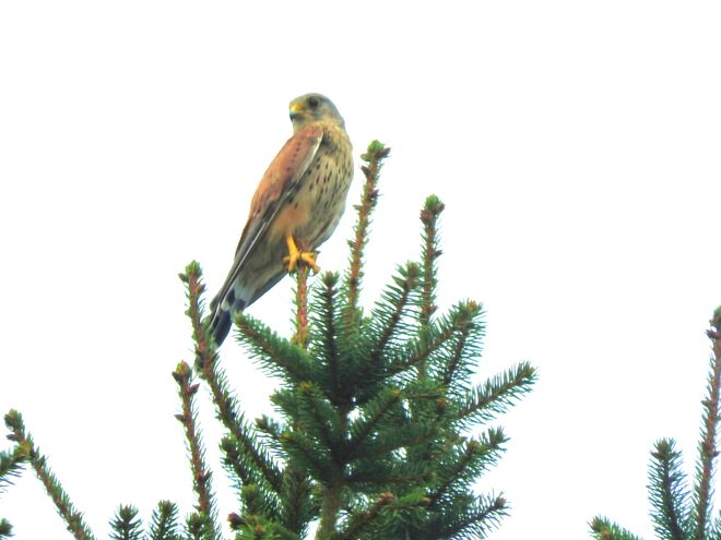 Mit dem Falken melde ich mich zurück