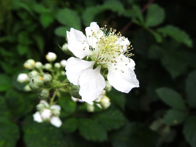 Eine Sommererinnerung