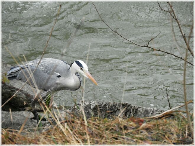 Er ist auch wieder da 