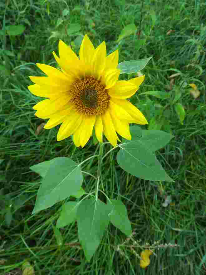 Kleine Sonne