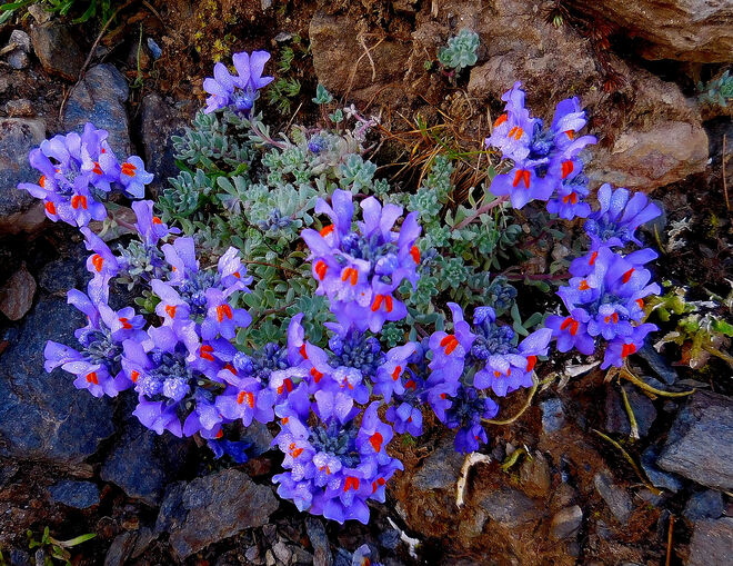 Alpen-Leinkraut (LInaria alpina)