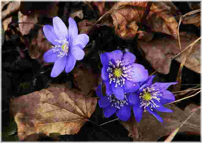 Blaue Schönheiten