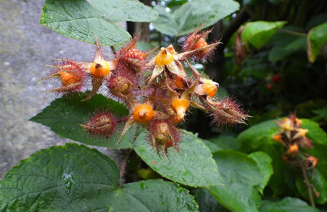 Japanische Weinbeere