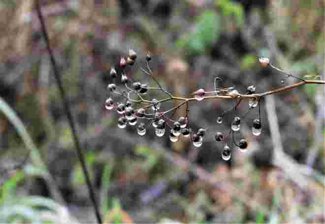 Regen 1
