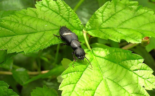 Der Schwarze Moderkäfer