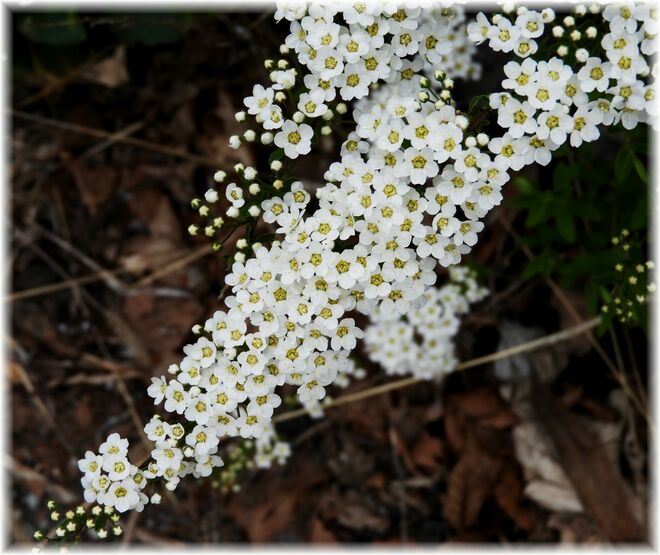 Spirea 