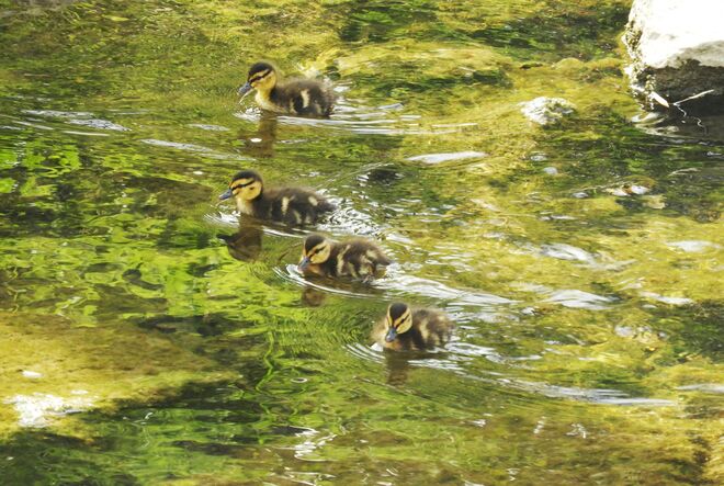 Die Kleinen sind da !! 