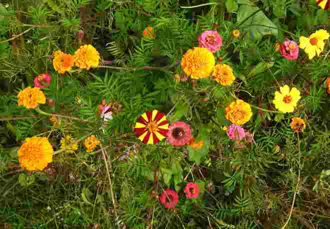 Dem Sommer begegnet 2