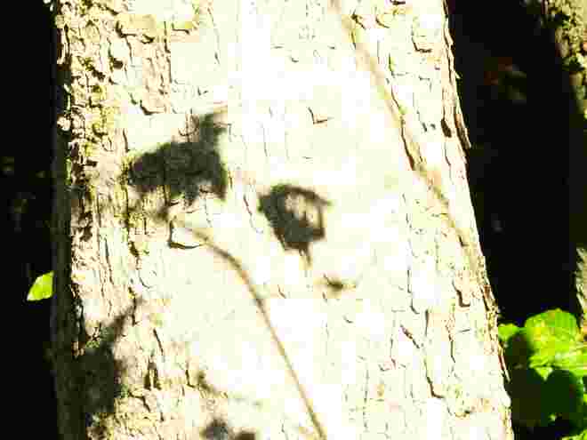 Ein zufällig  geworfener  Schatten 