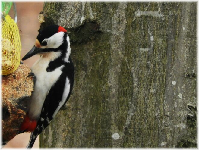 Zu faul zum Futter suchen