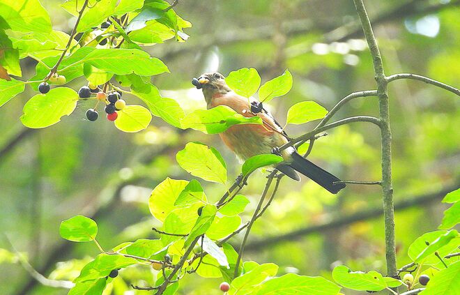 Gimpel im Schlaraffenland