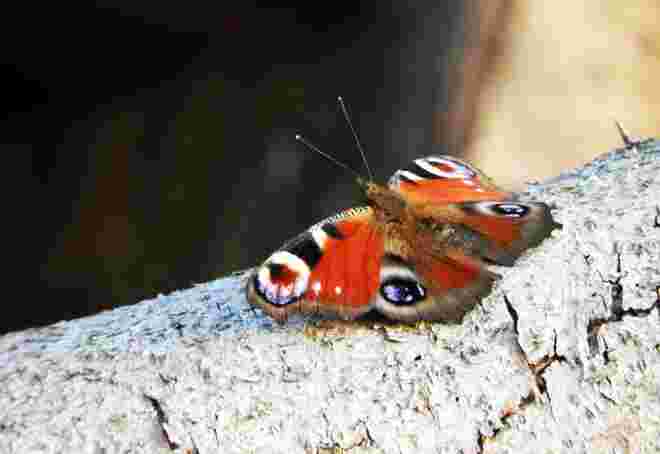 Am warmen Holz