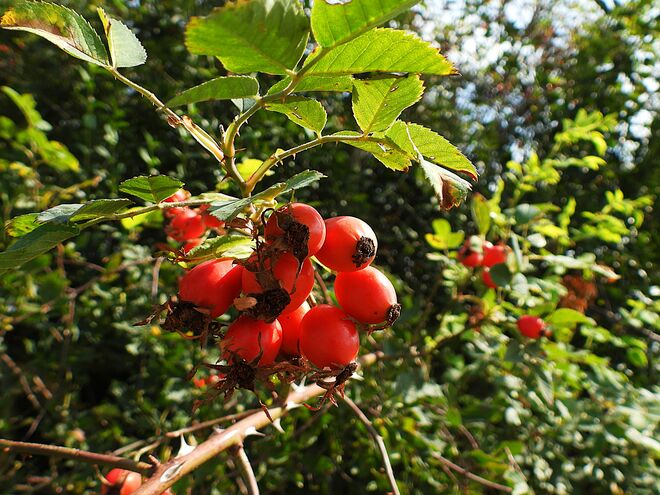Die schönen Hetschipetschis