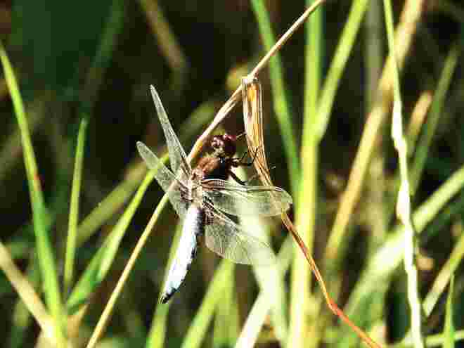 Plattbauch Libelle 