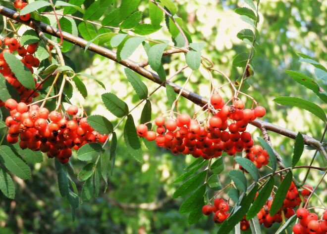 die Vogelbeeren werden reif