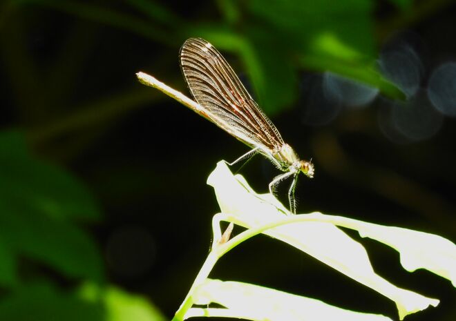 Prachtlibelle beim Sonnenbad