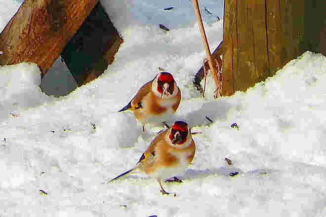 Zwei Hübsche im Schnee