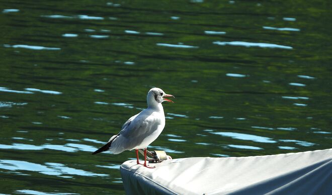"ich bin hier der Kapitän