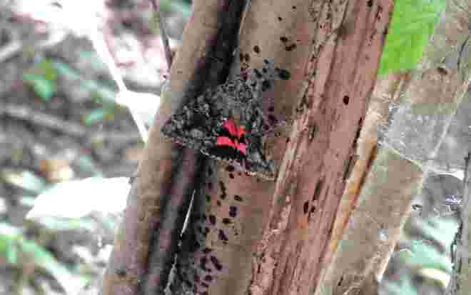 Rotes Ordensband