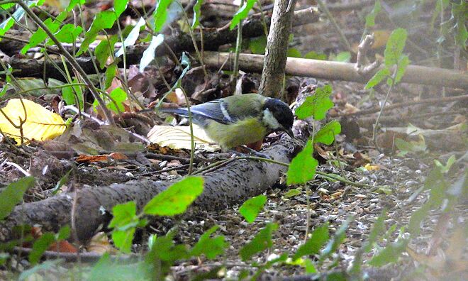 Welches Körndl nehme ich?