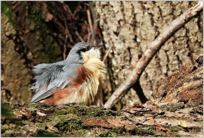 Etwas zerzaust der kleine Kleibet