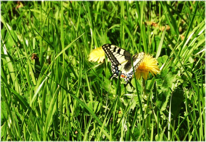 Der Schwalbenschwanz 