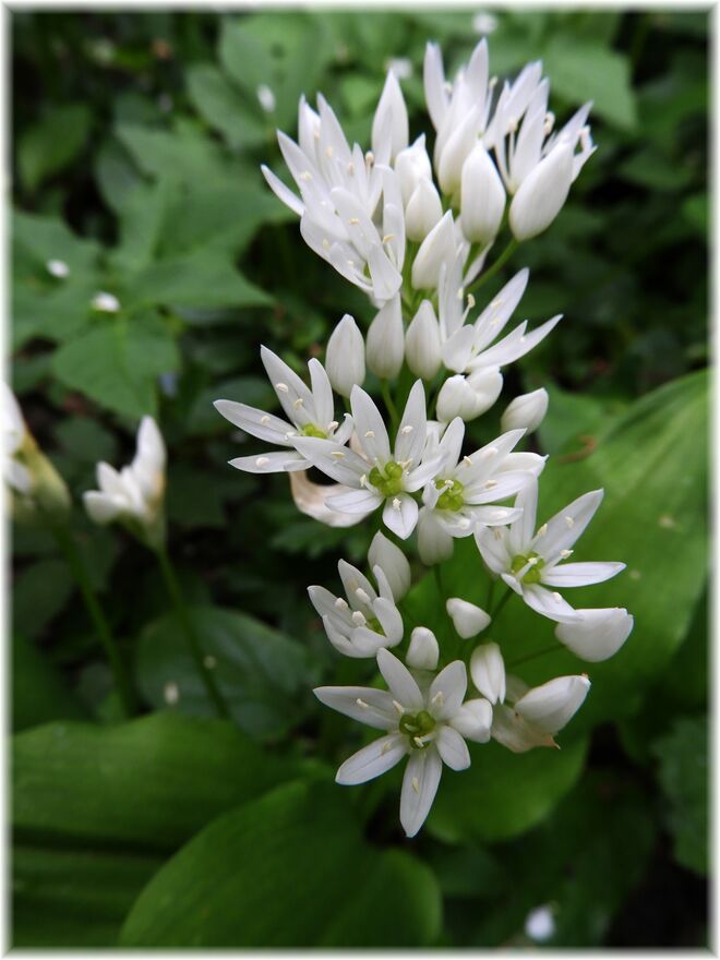 Der Bärlauch blüht