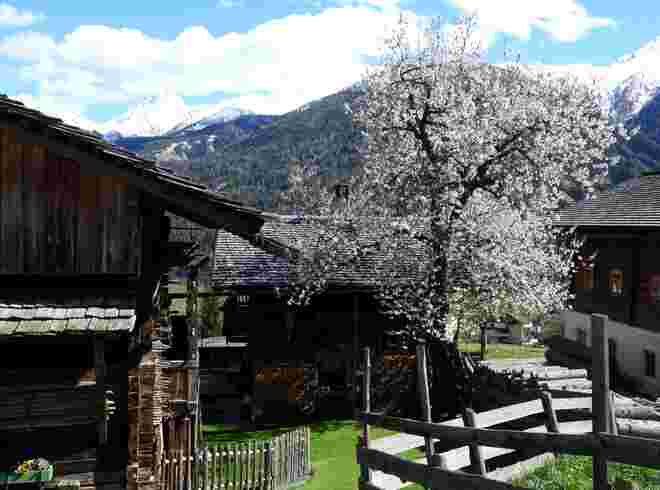 Blüten vor Schnee-Hintergrund