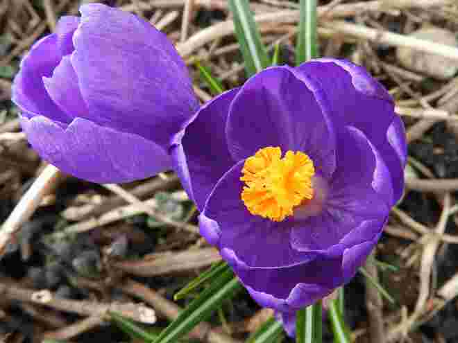 Krokus in voller Pracht