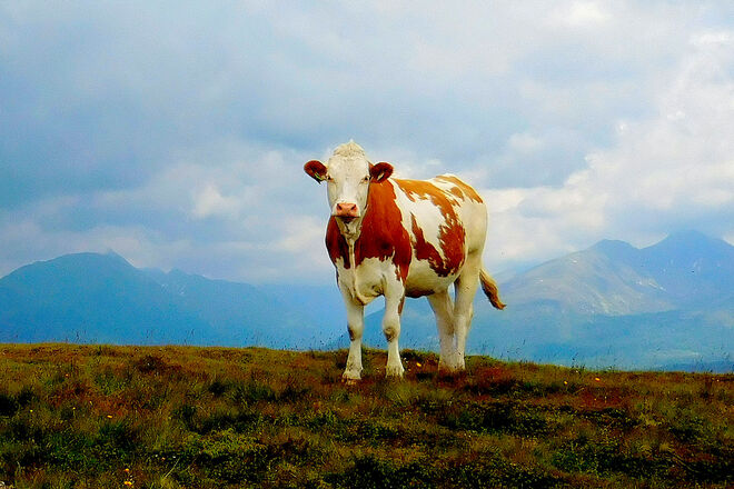 Überraschende Begegnung 