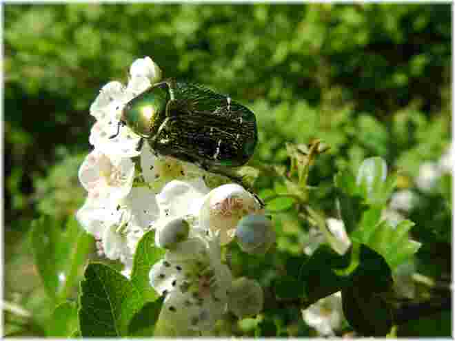 Schillerkäfer mit Behaarung